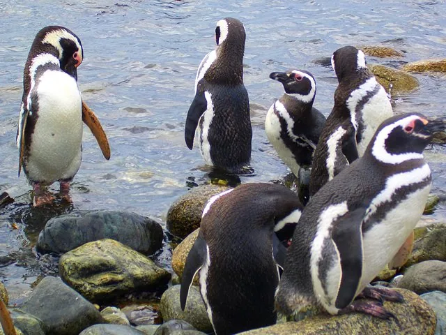 Gruppe von Magellan-Pinguinen steht an einem felsigen Ufer am Wasser