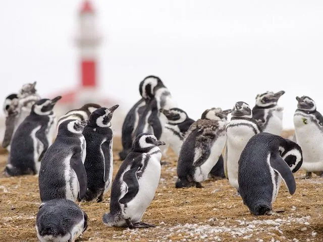 Magellanic penguins standing on land with a lighthouse blurred in background