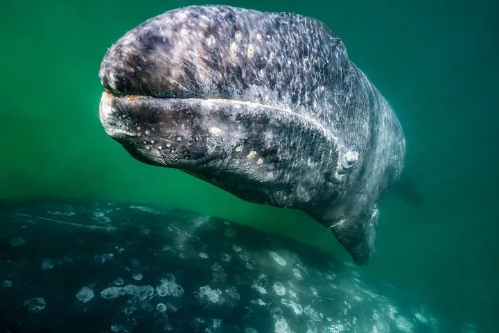 Unterwasseransicht eines Grauwals, der nahe der Oberfläche schwimmt