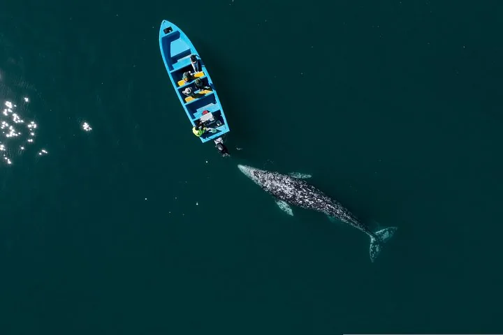 Luftaufnahme eines blauen Bootes neben einem großen Grauwal