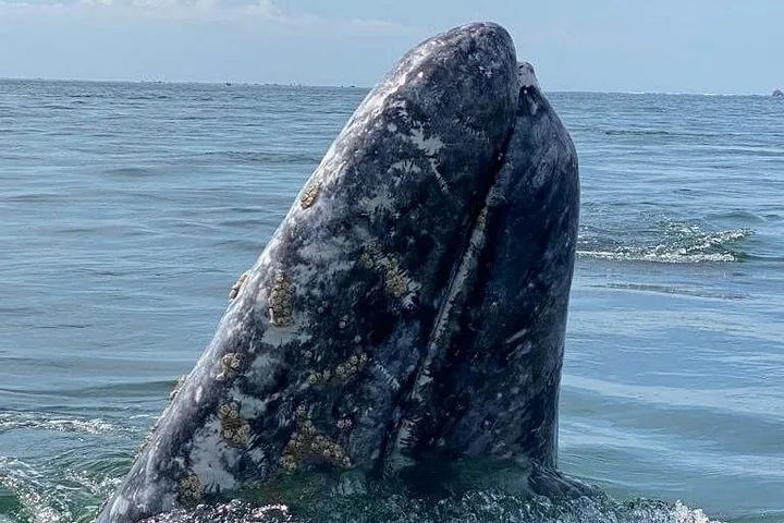 Primo piano della testa di una balena grigia che emerge dall'acqua