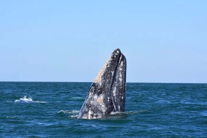 Kopf eines Grauwals, der senkrecht aus dem Meerwasser auftaucht