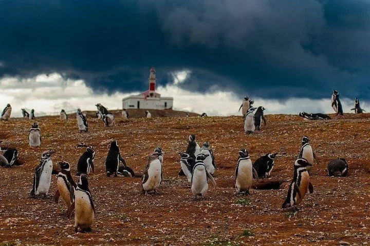 Magellan-Pinguine versammelt auf einem grasbewachsenen Hügel mit einem Leuchtturm im Hintergrund