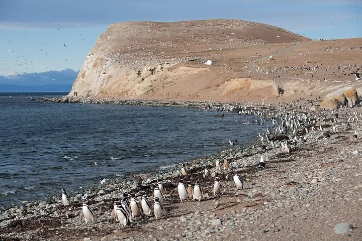 Große Pinguinkolonie an einem Strand nahe einer Klippe auf der Isla Magdalena
