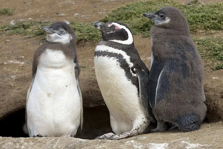 Tres pingüinos de Magallanes de pie cerca de una madriguera en el suelo