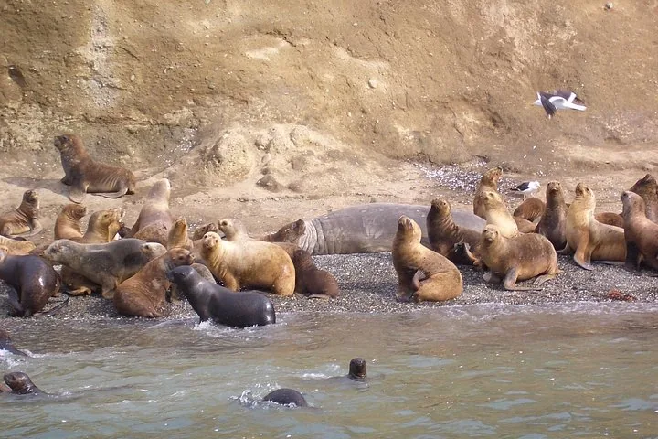 Leones marinos descansando en una playa rocosa cerca del borde de un acantilado