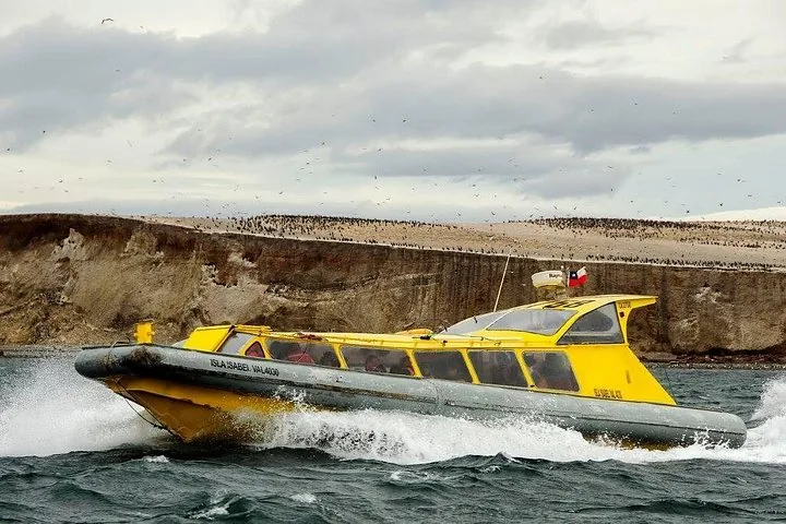Barco de pasajeros amarillo pasando a toda velocidad por un acantilado cubierto de aves